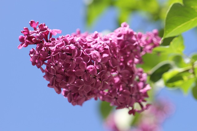 garden design, flowering shrubs, ornamental plants, seasonal blooms