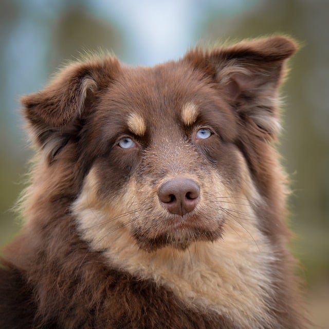 pet care, Martha's Vineyard, animal healthcare, veterinary services