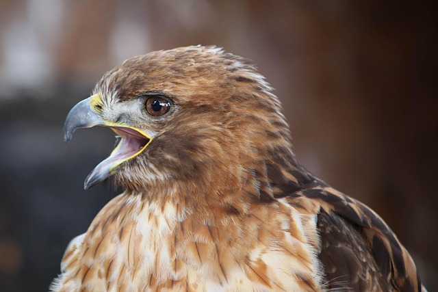 falcon, tomial tooth, raptors, bird anatomy