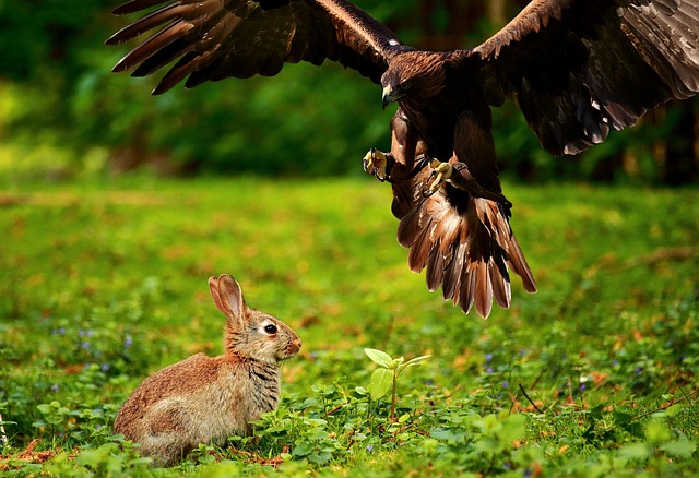hunting, ecology, raptors, birds of prey