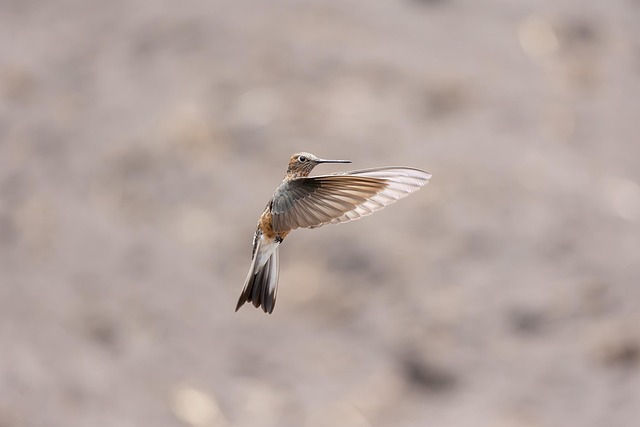 nature, wildlife, hummingbirds, migration
