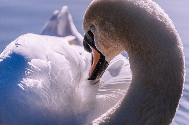 bird anatomy, avian physiology, gas exchange, cranial kinesis