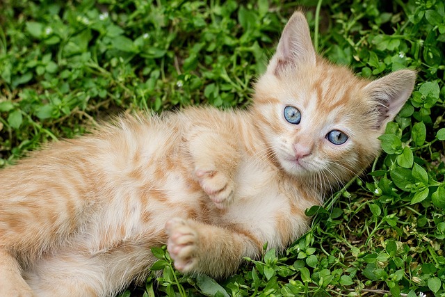 adoption, cats, rescue, socialization