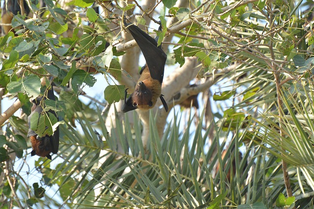 biodiversity, spectral bat, carnivorous bat, Phyllostominae