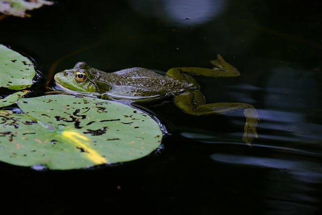 Blind Frog Ranch, treasure hunting, Utah, gold