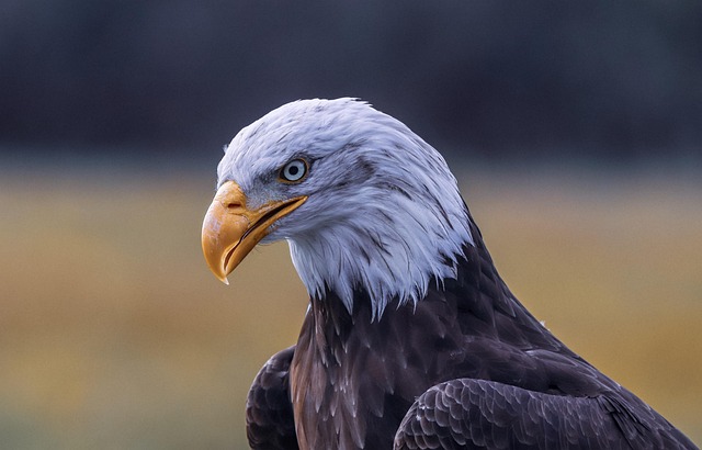 requirements, Scouting, Eagle Scout, merit badges