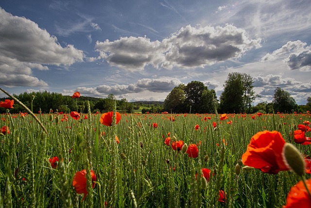 gardening, herbicide, weed control, glyphosate