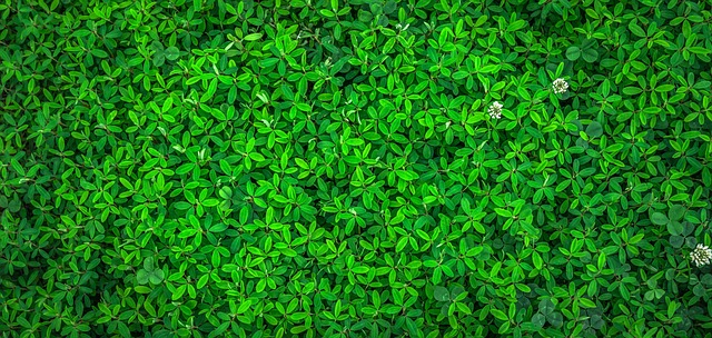 eco-friendly vehicles, hybrid cars, alternative fuels, clean technology