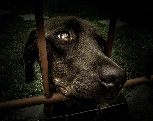 animal shelter, pet adoption, Gloucester, non-profit