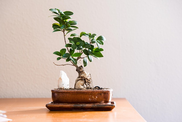 plant care, peace lily, indoor plants, propagation