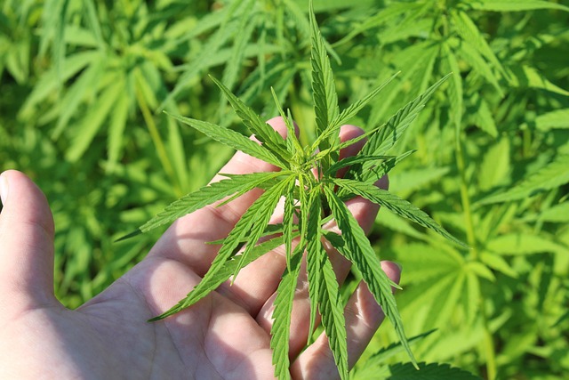 relaxation, cannabis strain, Dude Where's My Car, Sativa