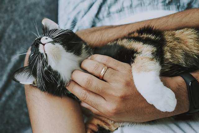 periuria, cat behavior, litter box issues, cat care