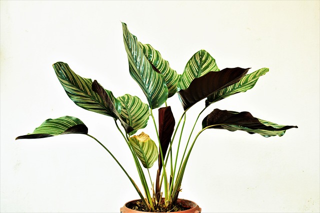 home decor, indoor gardening, plant propagation, propagation station