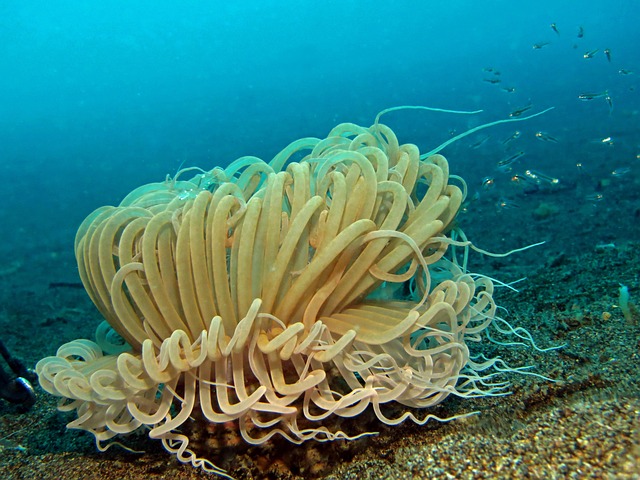 history, scuba, diving, underwater
