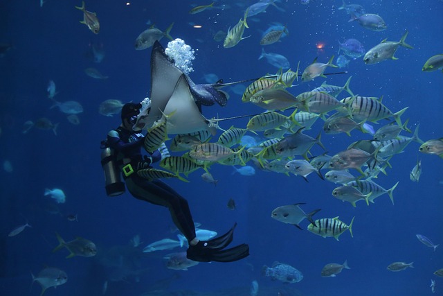 marine life, scuba diving, underwater exploration, dive training