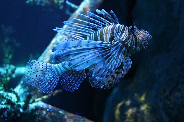 education, marine life, Conservation, rehabilitation
