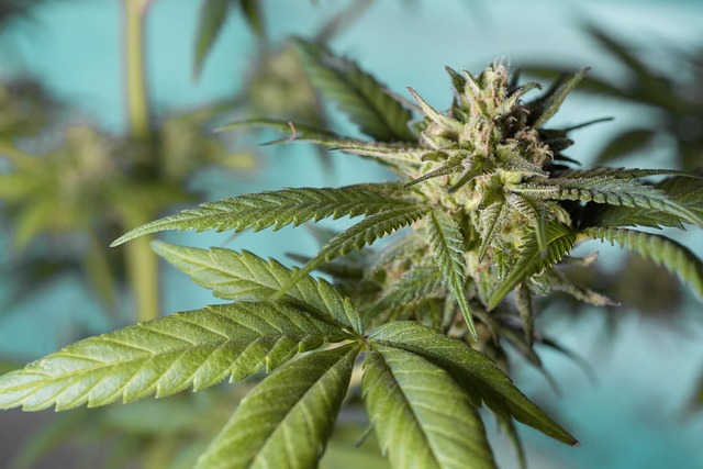 vaping, marijuana concentrates, THC, cannabis extract