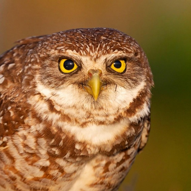 nature, nesting, barred owl, habitat
