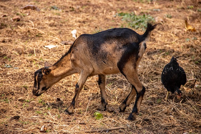 documentary, CIA, Congo, jazz