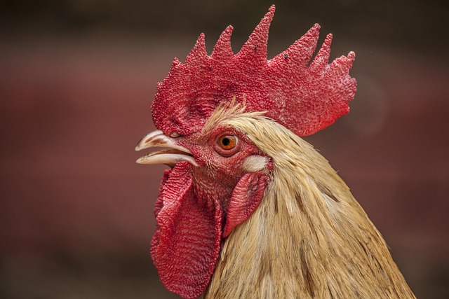outdoor living, poultry feed, farm supplies, livestock equipment