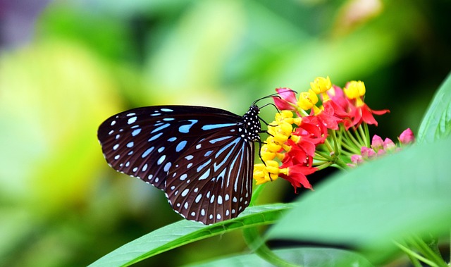 travel tips, Tirumala accommodations, local culture, guest experiences