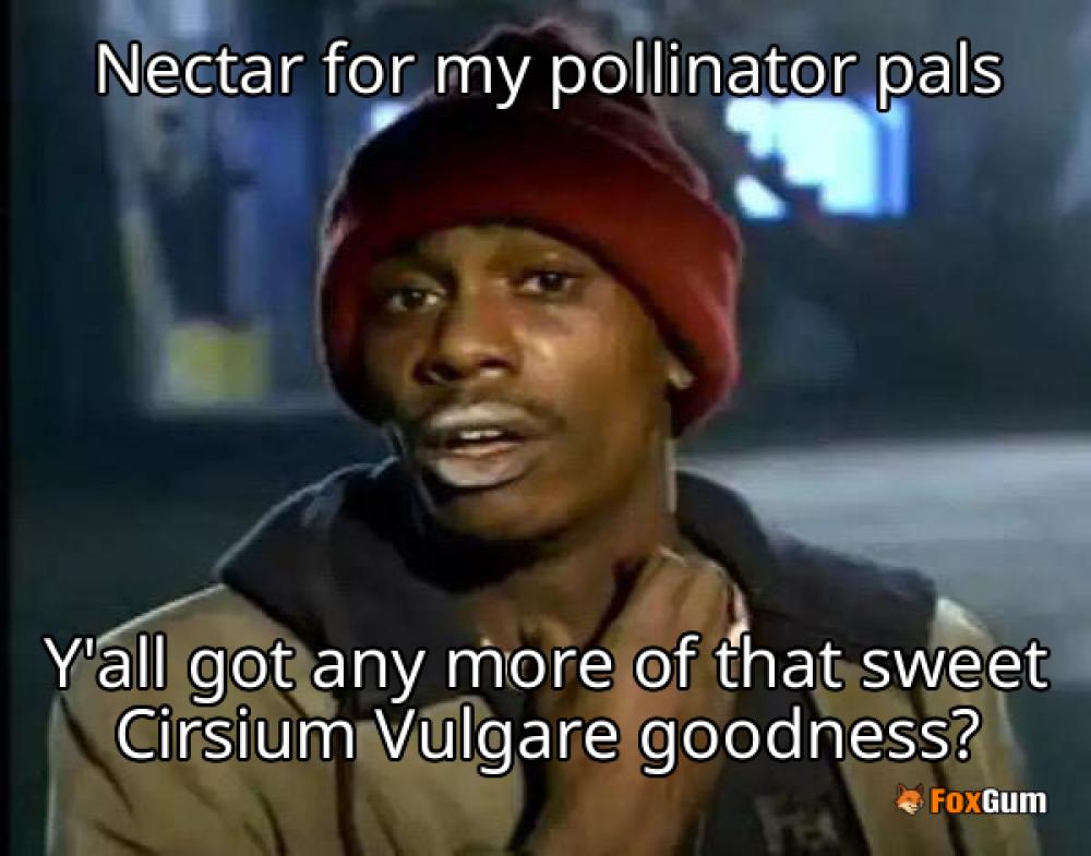 meme about Environment, pollinators, thistle, nectar