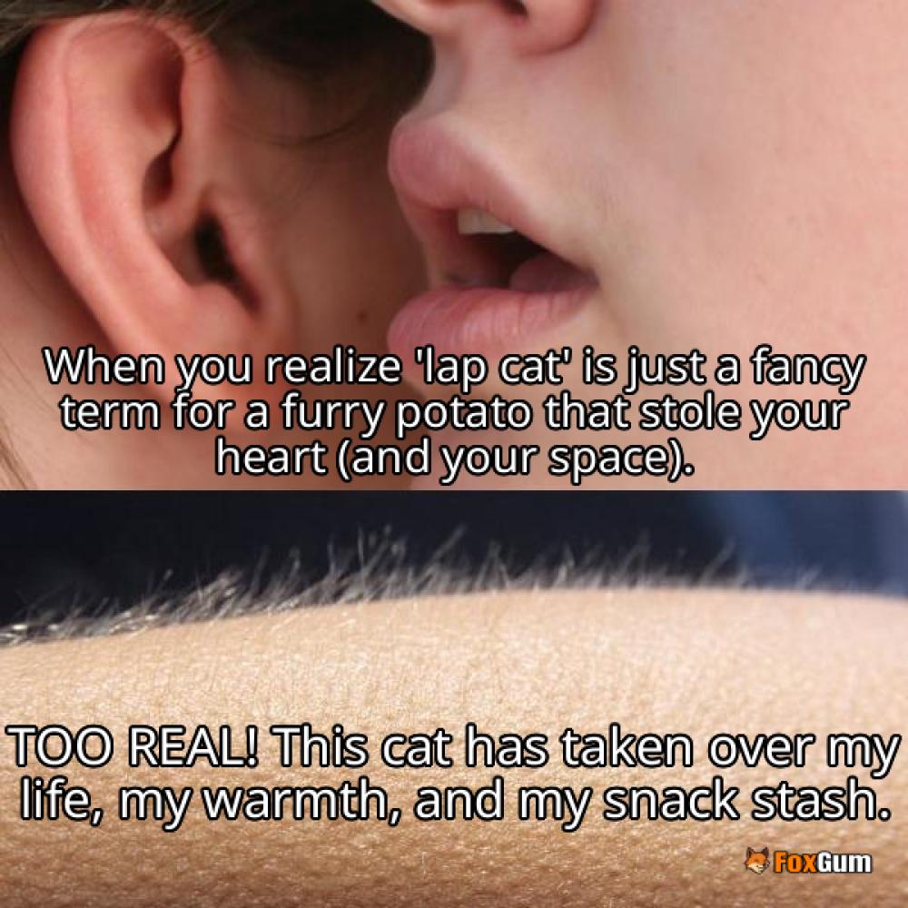 meme about lazy cats, lap cats, cat breeds, affectionate cats
