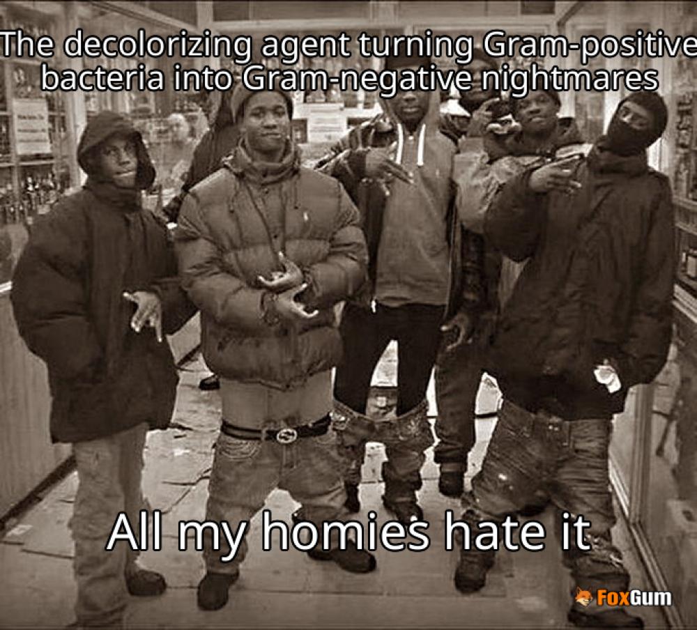 meme about bacteria, Gram stain, decolorizing agent, microbiology