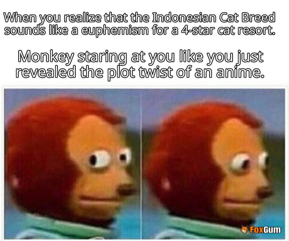 meme about Indonesian cats, Balinese, Colorpoint Shorthair, Siamese