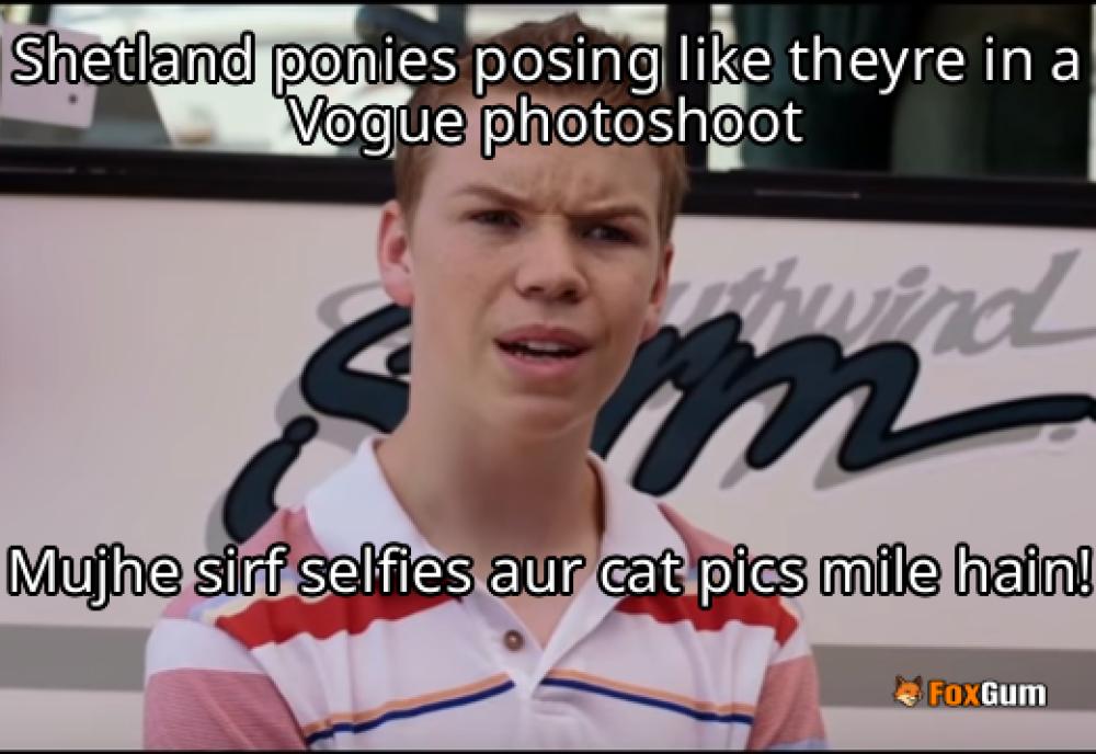 meme about photography, ponies, cute animals, Shetland
