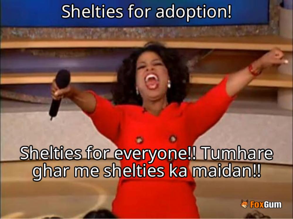 meme about pets, adoption, rescue, shelties