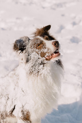 wanderingdog